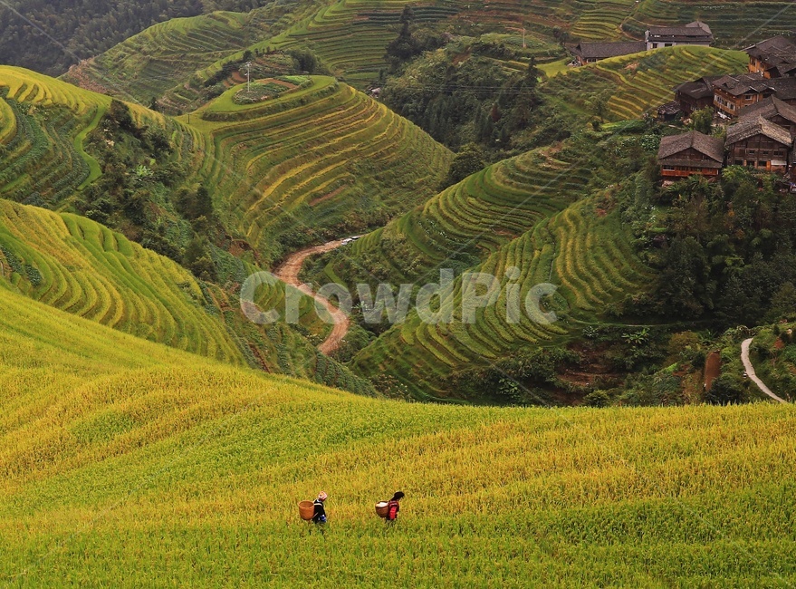 nature,자연,outdoors,옥외,scenery,풍경,landscape,경치,slope,경사,mountain,산,mountainrange,산맥,중국,계림,용척,용척제전,다랭이논,용척다랭이논,농업,농사,경작,농경지,집,가옥,사람,인간,원주민