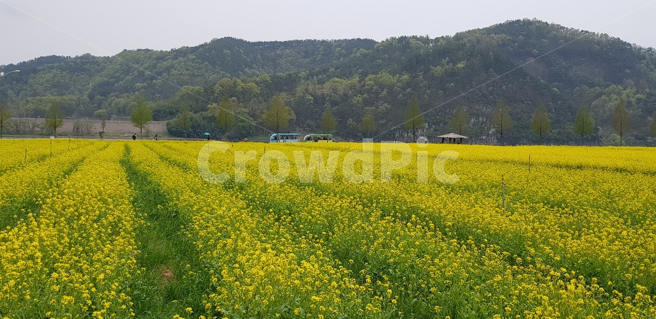 노란색,유채꽃,유채꽃밭,봄꽃,노란색꽃