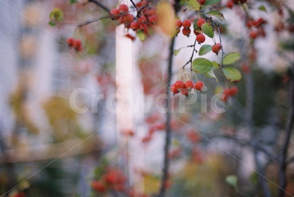 가을아침,열매,빨간열매,출근길,가을,빨간색,가을로딩중,과일,열매,fruit,감성,sensible,feeling