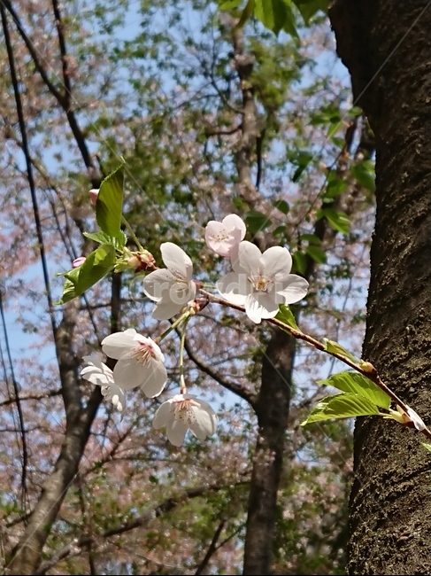 plant,식물,벚꽃,cherryblossom,봄,식물,자연,plants,nature,꽃,flower