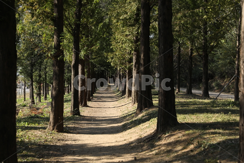 메타세콰이어길,공원,자연,나무,길,자연,풍경,nature,landscape,휴식,힐링,rest,relaxation,healing,tree,plant,식물,tree trunk,나무 줄기