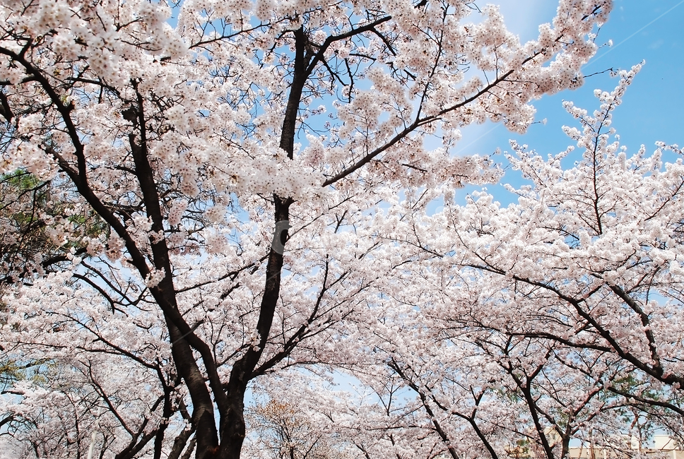 blossom,봄,나무,flower,벚꽃