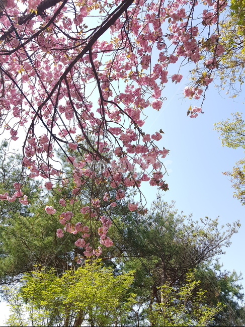 꽃,나무,봄,자연,풍경,봄,계절,spring,season,plant,식물,blossom,flower