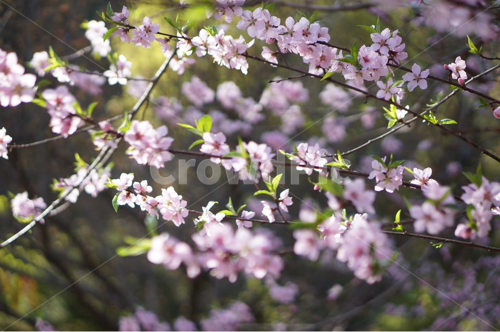 복사꽃,핑크,봄,산,낮,빛,봄,계절,spring,season,식물,자연,plants,nature,꽃,flower,plant,blossom