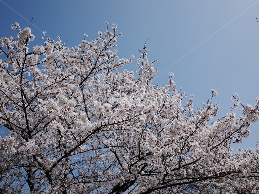 봄,벚꽃,꽃,봄꽃,하늘,나무,꽃나무,벚꽃나무,식물,계절,spring,flower,season,sky,봄,계절,spring,season,자연,풍경,nature,landscape,plant,blossom