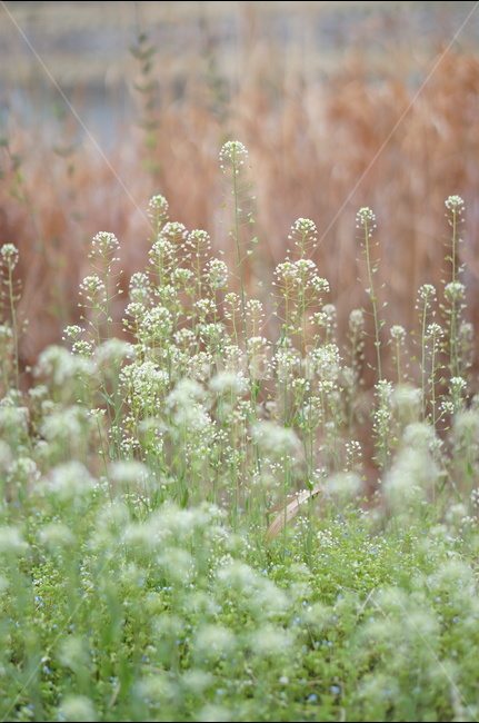 냉이꽃,봄,흰색,길가,밭,연두줄기,식물,자연,plants,nature,꽃,flower