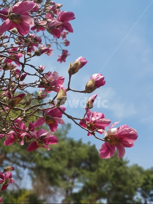 자목련,봄꽃,봄,꽃,봄풍경,강