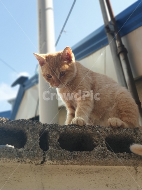 고양이,길고양이,귀여운동물,담벼락,담,동물,animal,포유류,mammal,고양이,cat,kitten,kitty