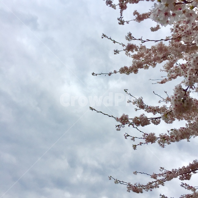 벚꽃,벚꽃나무,벚나무,봄하늘,꽃가지,꽃나무,하늘,벚꽃하늘,구름,산꽃,산벚나무,벚가지,벚꽃가지