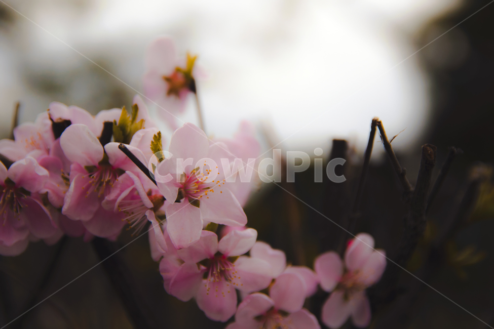 벚,벚나무,벚꽃,봄,철쭉,자연,봄,계절,spring,season,식물,자연,plants,nature,꽃,flower,감성,sensible,feeling,plant,blossom