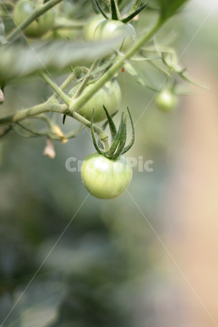 plant,식물,토마토,방울토마토,tomato,agriculture,자연,nature,식물,자연,plants,nature