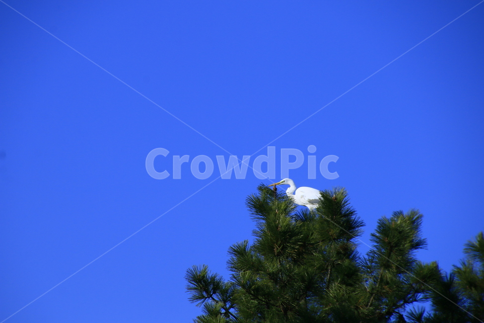새,동물,animal,식물,전나무,아비,bird,tree,조류,새,birds