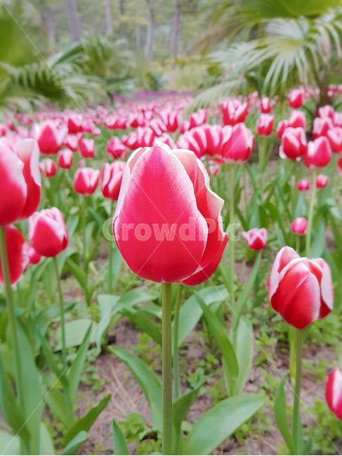 제주도,튤립,꽃밭,빨강색,빨강,녹색,초록색,초록,흙,tulip,봄날,spring,튤립축제,구근식물,flowers,식물,아름다운,공원,꽃축제,배경,바탕,우아한,beautiful,예쁜,화려한,가든,화단,정원,garden,봄,계절,season,자연,plants,nature,flower,plant,blossom