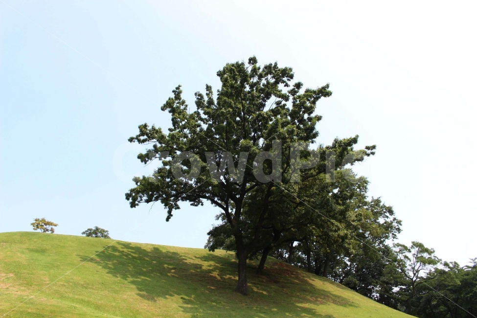 하늘,나무,식물,자연,야외,공원,정원,풍경,자연,풍경,nature,landscape,field,들,outdoors,옥외,grassland,목초지,tree,plant