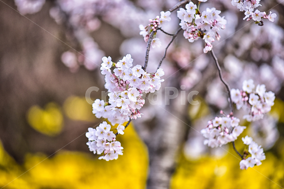 plant,식물,blossom,flower,꽃,cherryblossom,봄,계절,spring,season