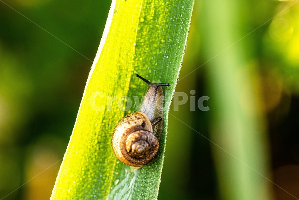 자연,아침,이슬,달팽이,풀잎,초록,푸름,맑음,동심,평온,snail,곤충,벌레,insect,bug