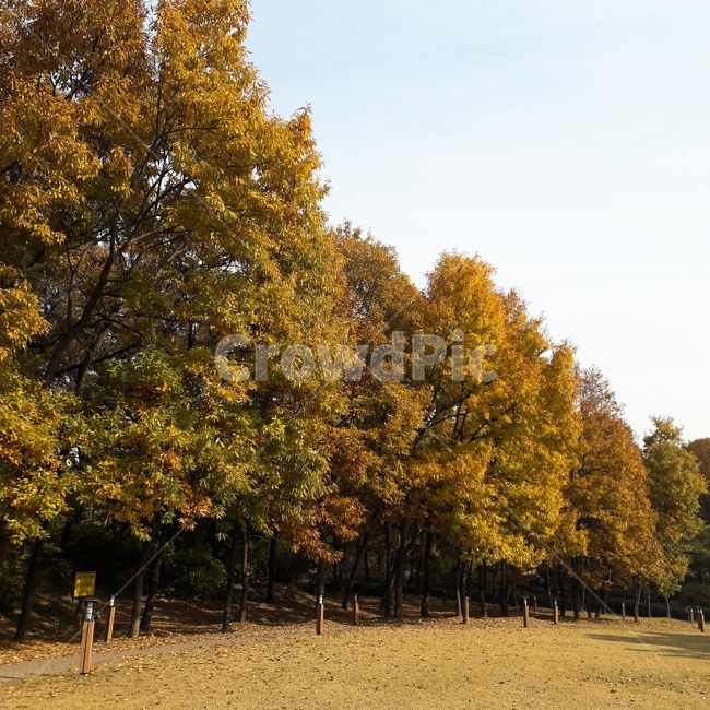 가을나무,가을,나무,자연,자연풍경,풍경,가을,계절,fall,autumn,season,tree,plant,식물