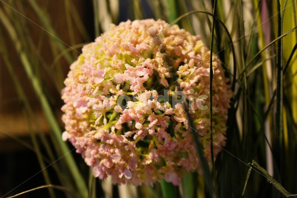 꽃,매크로,접사,자연,장미,조화,식물,자연,plants,nature,꽃,flower