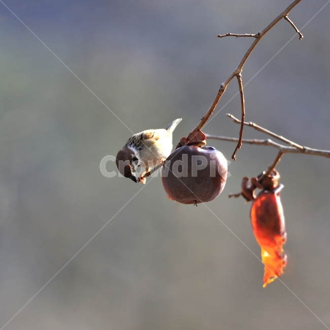 참새,방앗간,홍시,새,쪽돌의사진세상,사립문,쪽돌,겨울,계절,winter,season,동물,animal,조류,새,birds,과일,열매,fruit