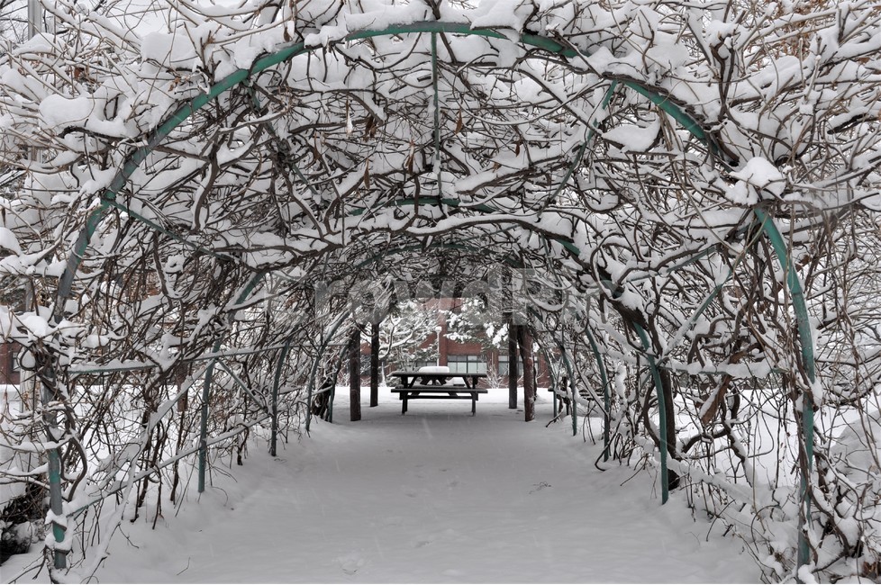 겨울,눈,아취형정원,쓸쓸함,눈길,겨울,계절,winter,season