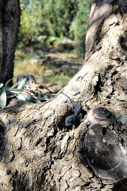 동물,animal,카멜레온,chameleon,자연,nature,아기,baby,파충류,양서류,reptile,amphibian