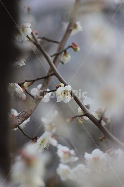 매화,매화꽃,봄꽃,봄,나무,spring,prunusmume,매실나무,매화나무,3월꽃,3월,초봄꽃,초봄,꽃샘추위,늦겨울,겨울,flower,blossom,식물,plant,벚꽃,cherryblossom,봄,계절,spring,season