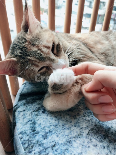 고양이,동물,냐옹이,애견,냥이
