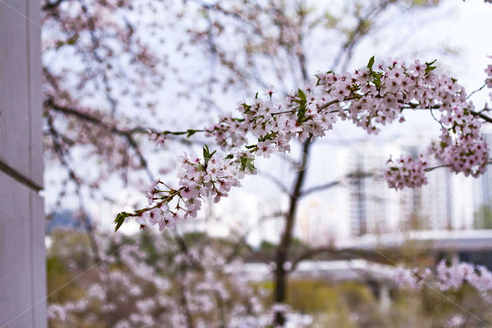 벚,벚꽃,식물,나무,꽃,꽃잎,봄,plant,petal,flower,blossom,cherryblossom,식물,자연,plants,nature,꽃,flower