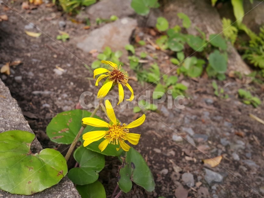 꽃,꽃사진,풍경,자연,노란꽃,식물,자연,plants,nature,꽃,flower