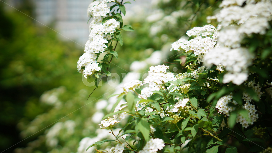 조팝나무,조팝나무꽃,꽃,하얀꽃,꽃나무,정원,자연,초록,식물,bridalwreath,flower,garden,plant,nature,green,greenery,white,식물,자연,plants,nature,꽃,flower