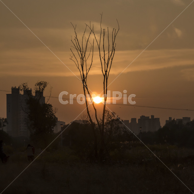 노을,sunset,사슴뿔,나무,tree,계절,가을,독특한,신기한