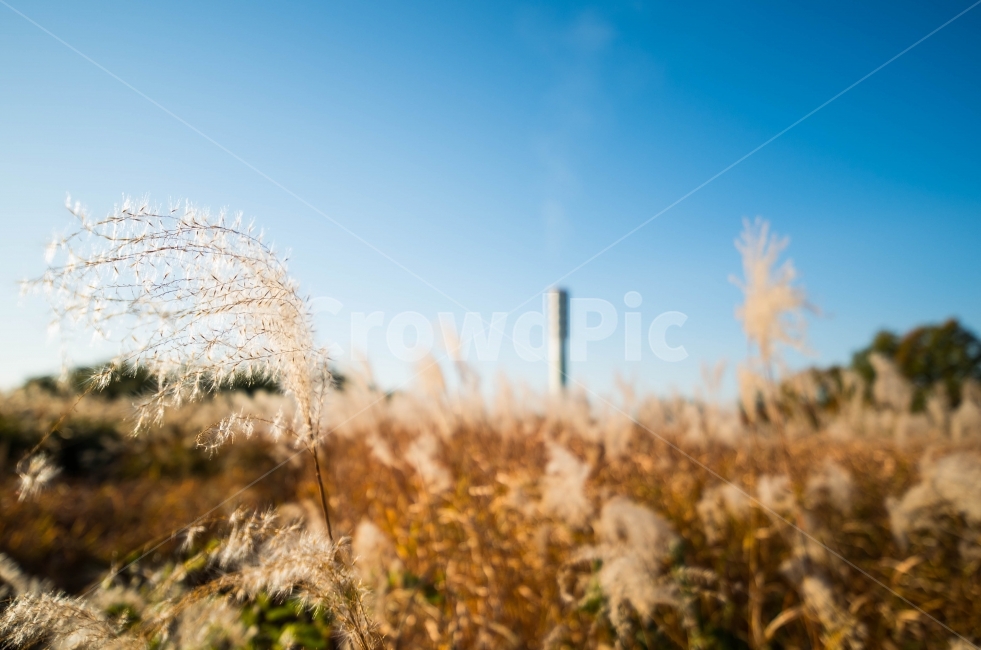 갈대,억색,가을,감성,하늘,가을,계절,fall,autumn,season,식물,자연,plants,nature,감성,sensible,feeling,grass,잔디,plant,lawn,reed