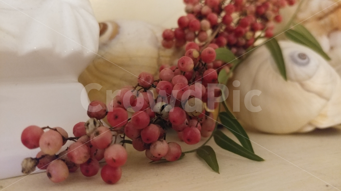 후추열매,고동,분홍분홍,blackpepper,seashell,decco,pinkpink,식물,자연,plants,nature