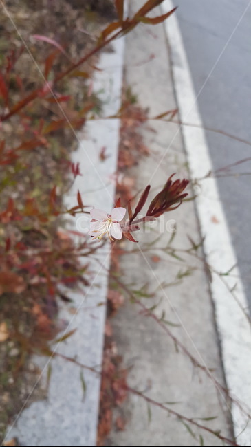 자연,꽃,봄,나무,식물