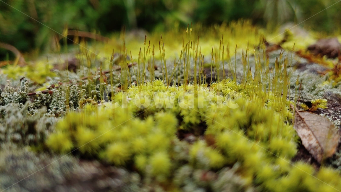 이끼숲,moss,freshmossforest,이끼,grassgreen,viridity,vert,이끼생태,자연,nature,feshcolor,naturalenvironment,naturalbeauty,식물,자연,plants,nature