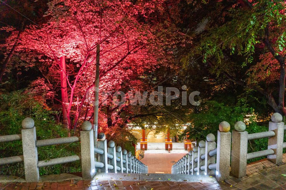 자유공원,인천,차이나타운,야경,led,night,밤,나무,자연,계단,난간,stairs,공원,산책,숲,handrail,정원