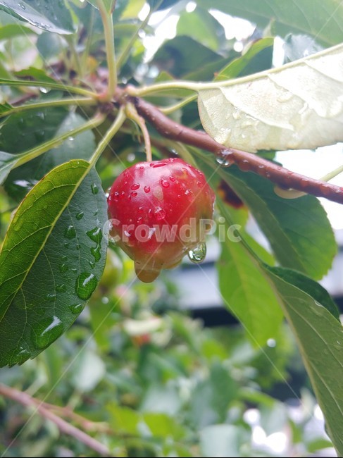 plant,식물,과일,fruit,themorningdew,과일,열매,fruit