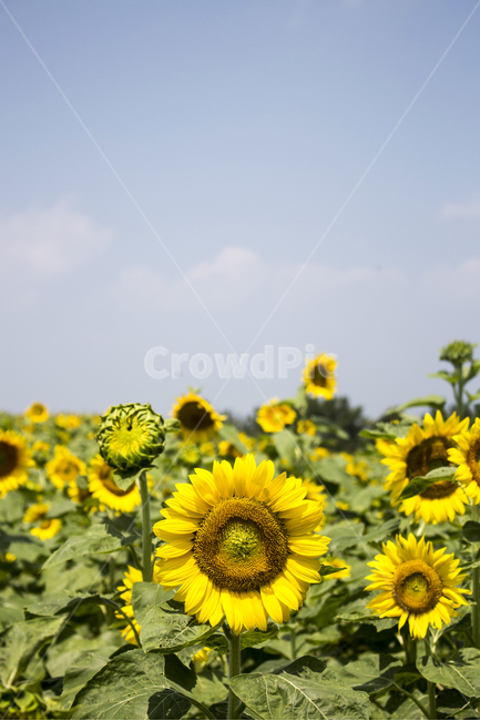 해바라기,식물,꽃,여름꽃,배경,풍경,자연,환경,꽃봉오리,잎,꽃잎,꽃밭,접사,근접,여름,야외,파란하늘,맑은하늘,식물,자연,plants,nature,꽃,flower