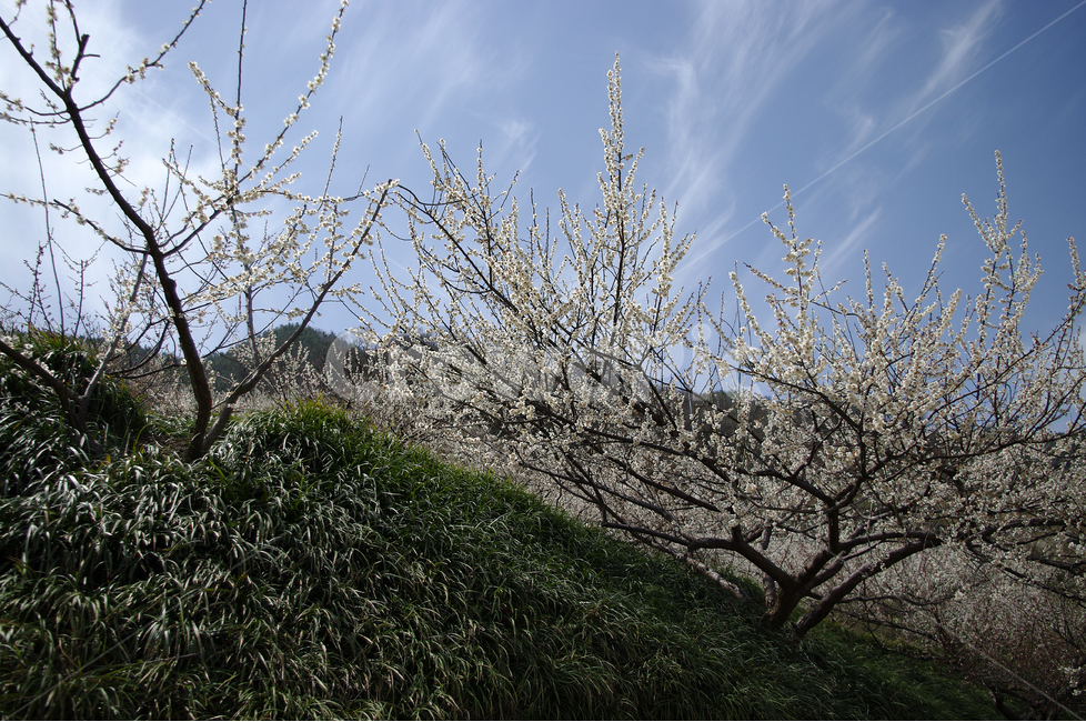 매화,나무,하늘,파란하늘,꽃봉오리,봄,봄날,봄풍경,봄꽃,감성,spring,flower,봄길,산책,봄나들이,식물,꽃,초록,언덕,봄,계절,spring,season,자연,풍경,nature,landscape,식물,plants,나무,trees,wood