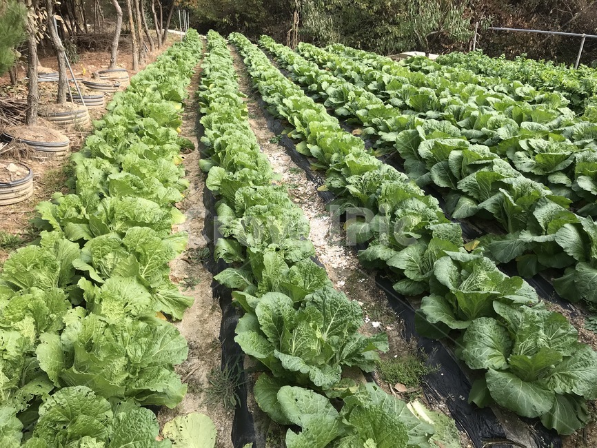 배추밭,농업,배추,배추농사,농사,김장,산업,industry,industrial,농업,농사,agriculture,farming,farming industry