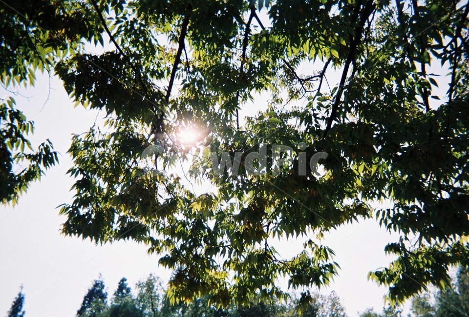 필름,해,풀,나무,공원,light,flare,빛,식물,자연,plants,nature,나무,trees,wood
