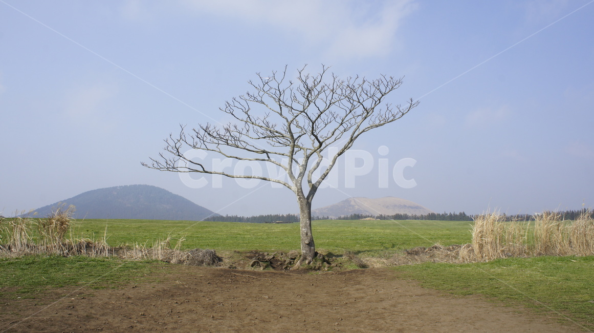 나무,나홀로,외톨이,마른나무,허허벌판,제주,제주도,풍경,자연,한라산,tree,하늘,sky,alone,jeju,jejuisland,nature,landscape,lonely,자연,풍경,nature,landscape,식물,plants,나무,trees,wood,ground,바닥,plant,tree trunk,나무 줄기,grassland,목초지,outdoors,옥외,savanna,대초원,field,들