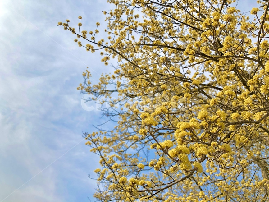 plant,식물,하늘,sky,yelloflower,blue,yellow,asiaticcorneliancherry,flowerplant,tree,하늘색,산수유나무,꽃나무