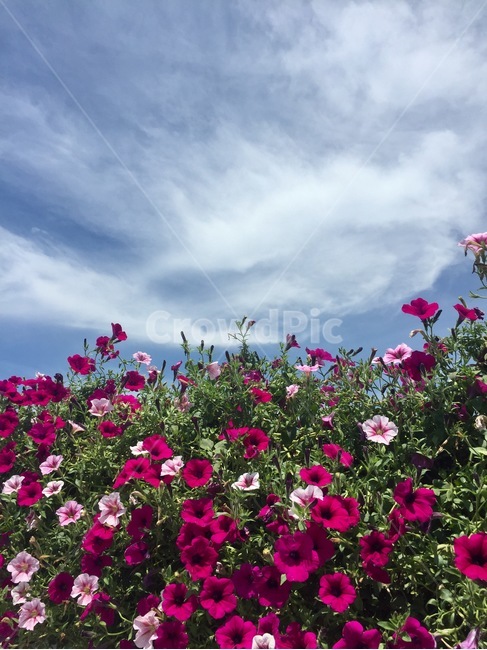 하늘,꽃,자연,감성,구름,스마트폰배경화면,하늘색,식물,자연,plants,nature,꽃,flower