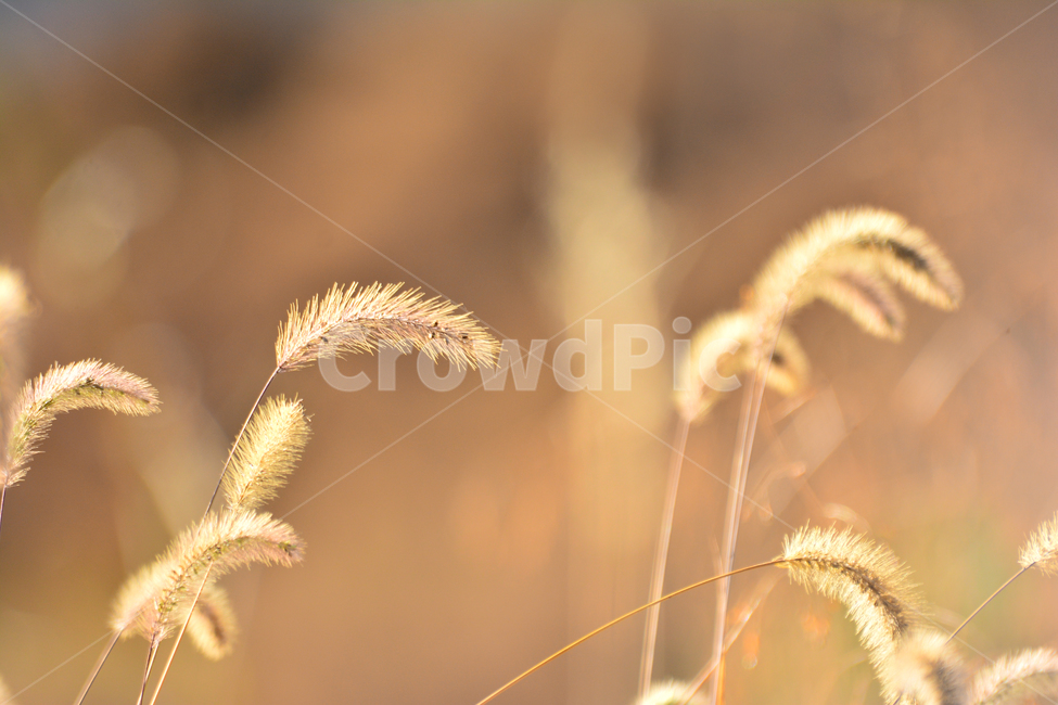 강아지풀,들풀,가을배경,plant,식물,가을분위기,가을느낌,배경,바탕,백그라운드,background,autumn,가을,계절,fall,autumn,season,grass,잔디,lawn,reed,갈대