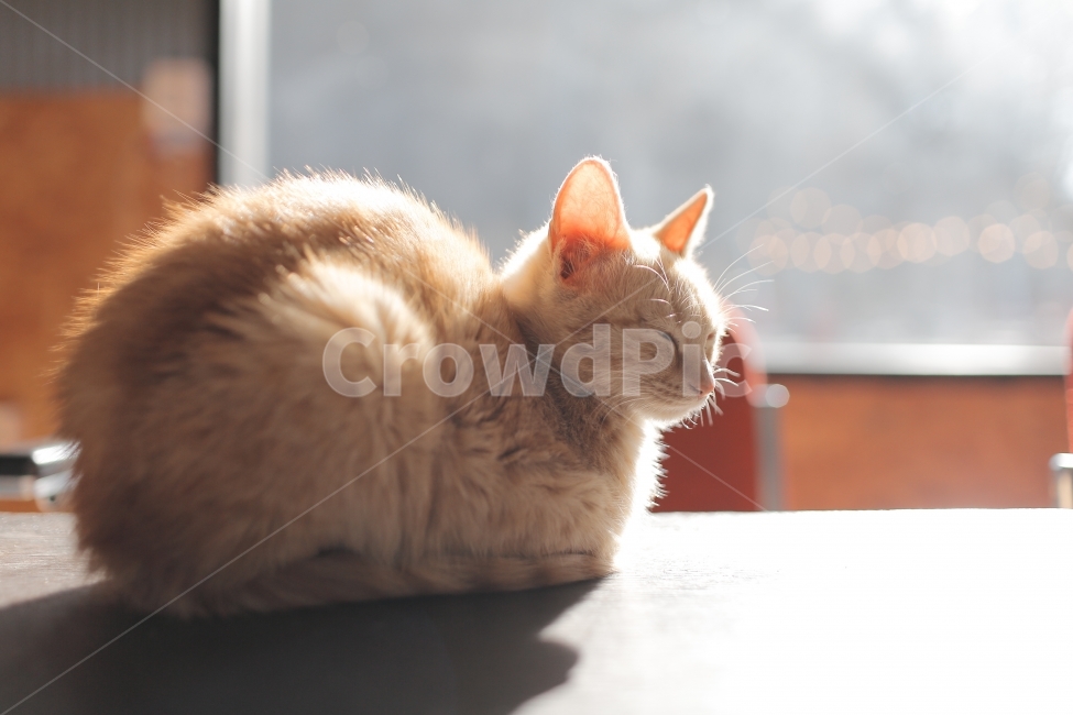 고양이,아기고양이,cat,반려묘,애완동물,동물,아기동물,도둑고양이,길냥이,동물,animal,포유류,mammal,고양이,cat,kitten,kitty,휴식,힐링,rest,relaxation,healing