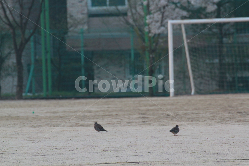 참새,새,모래,운동장,골대,아침,bird,playground,동물,animal,조류,새,birds