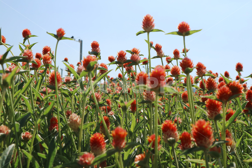 globeamaranth,outdoor,leaf,park,natural,field,blooming,color,beauty,bloom,colorful,plant,floral,flora,background,green,blossom,garden,beautiful,nature,flower,식물,천일홍,꽃밭,꽃,정원,공원,orange,주황,식물,자연,plants,nature,꽃,flower