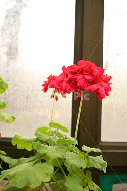 목성제라늄,제라늄,식물,flower,plants,nature,꽃,꽃봉오리,식물,자연,plants,nature,꽃,flower