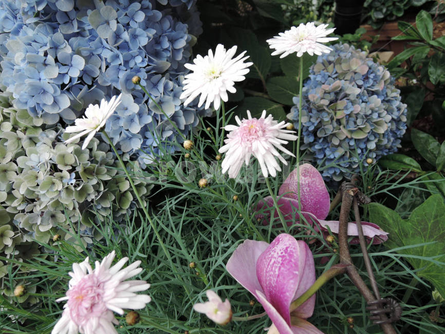 꽃,식물,flower,가든,garden,정원,예쁜,화려한,식물,자연,plants,nature,꽃,flower